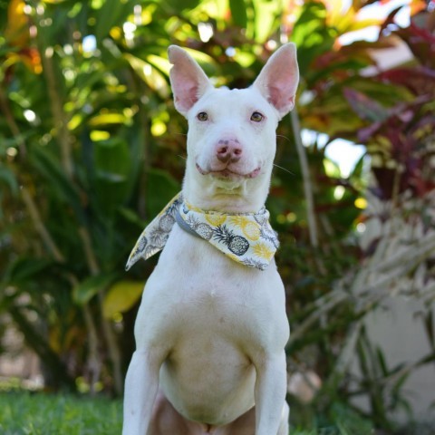 Dobby, an adoptable Mixed Breed in Kailua Kona, HI, 96740 | Photo Image 1