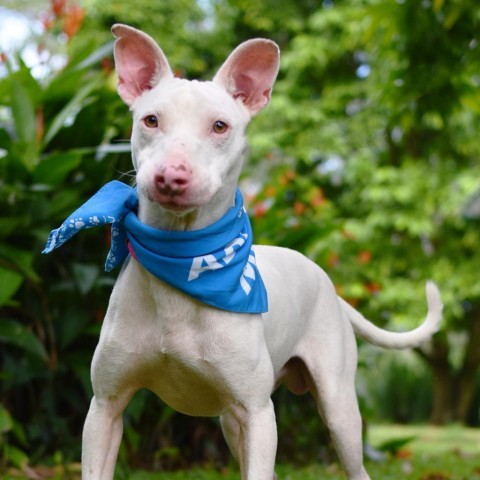 Dobby, an adoptable Mixed Breed in Kailua Kona, HI, 96740 | Photo Image 3
