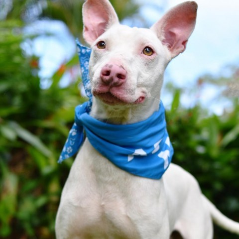 Dobby, an adoptable Mixed Breed in Kailua Kona, HI, 96740 | Photo Image 4