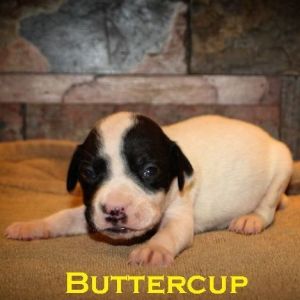 Buttercup
