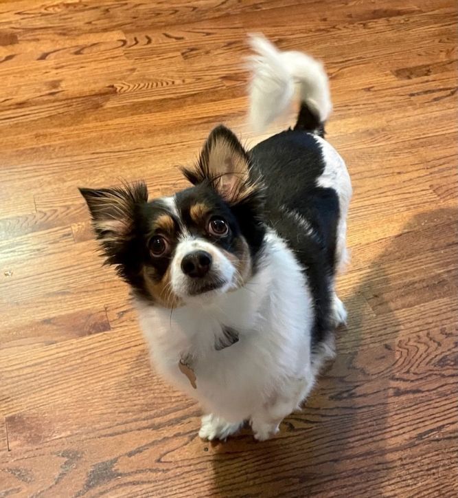 Black papillon 2024 chihuahua mix