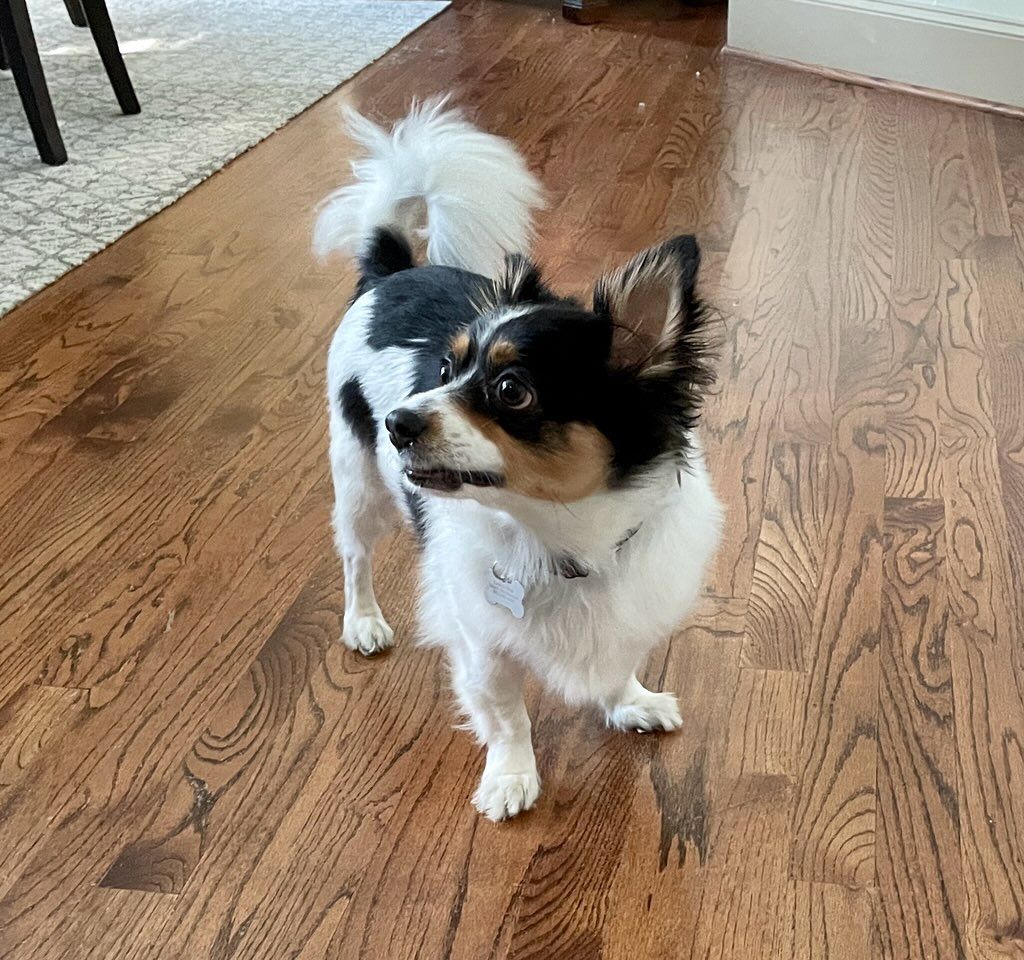 Scarlett, an adoptable Papillon, Chihuahua in Plano, TX, 75093 | Photo Image 3