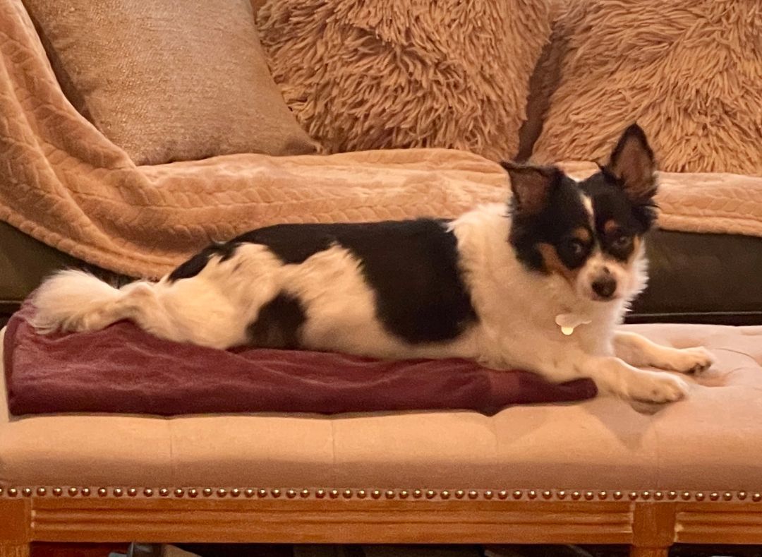 Scarlett, an adoptable Papillon, Chihuahua in Plano, TX, 75093 | Photo Image 4