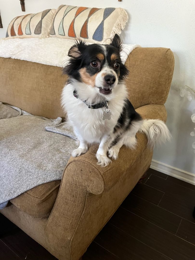 Scarlett, an adoptable Papillon, Chihuahua in Plano, TX, 75093 | Photo Image 6