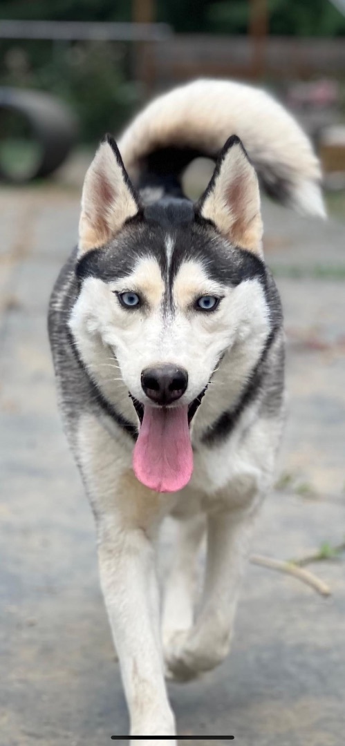 Husky petfinder sale