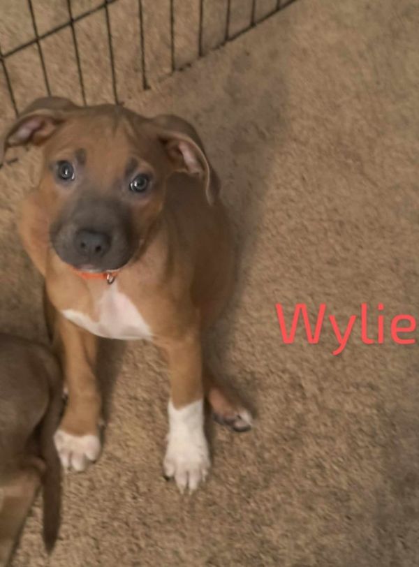 Wiley