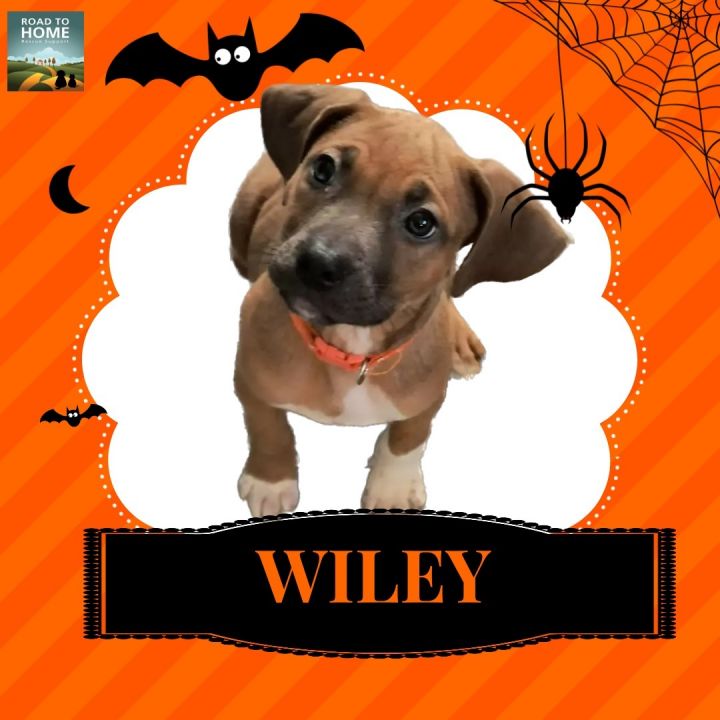 Wiley, an adopted Mixed Breed in Wantagh, NY_image-1
