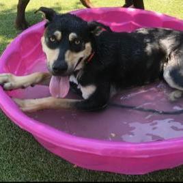 Dog for adoption Layla a Mixed Breed in Santa Cruz CA Petfinder