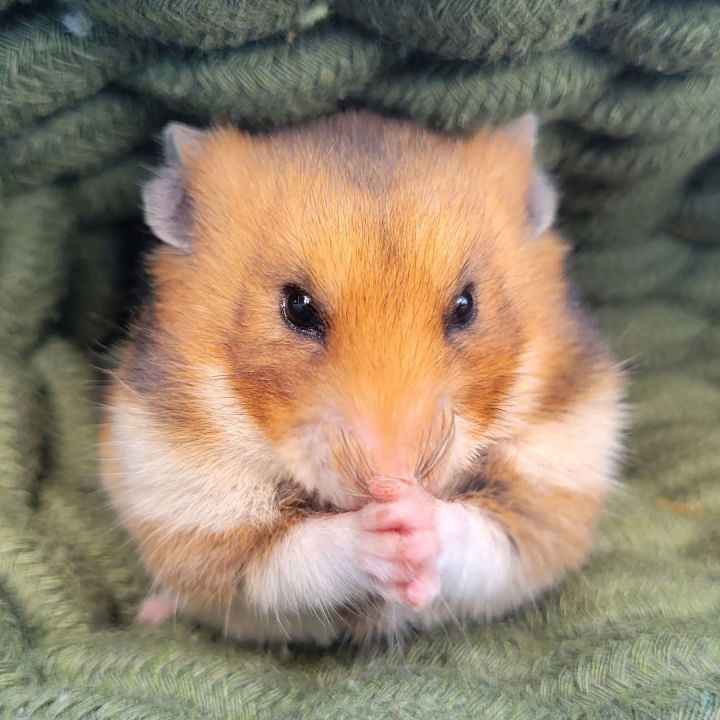 Fluffy syrian hamster close up face Stock Photo