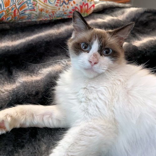 petfinder ragdoll