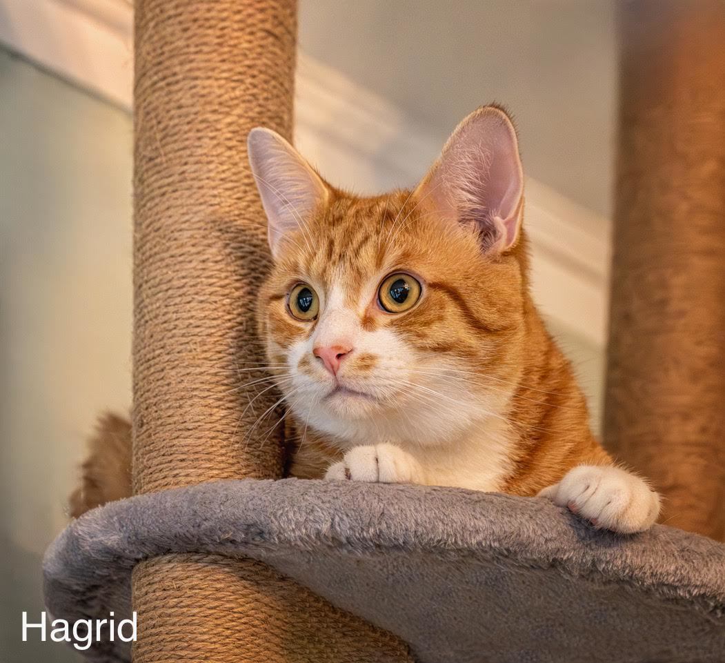 Hagrid