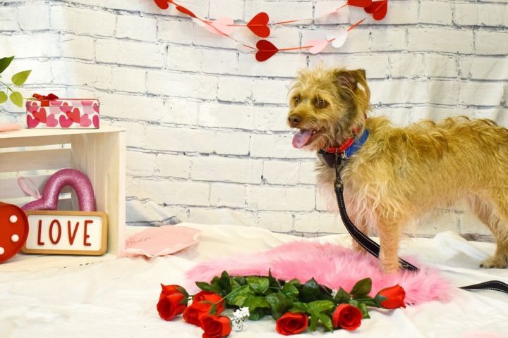 Scruffy terrier hot sale rescue