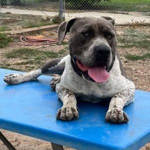 My Name is Rocky Im a little over 2 yrs old and Im a pretty BIG BOY 94lbs  Im