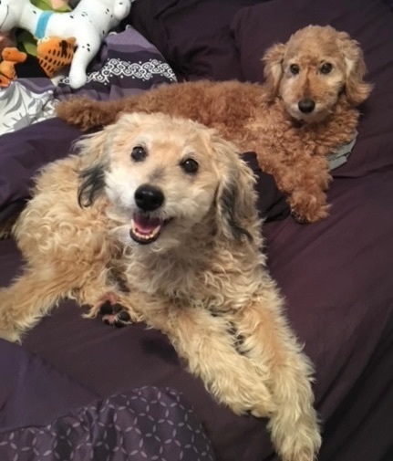Shadow & Peter, an adoptable Cockapoo in Camarillo, CA, 93010 | Photo Image 1