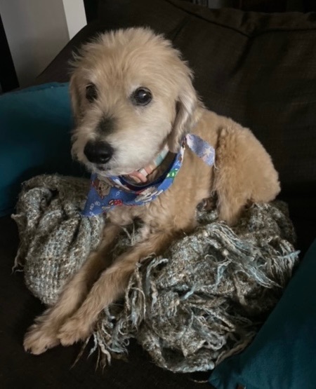 Peter, an adoptable Cockapoo in Camarillo, CA, 93010 | Photo Image 4