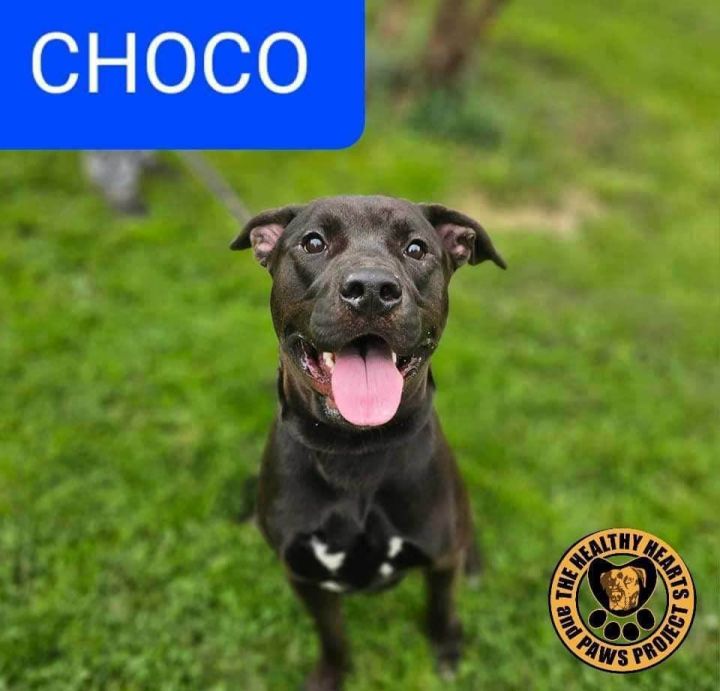 Choco dogs clearance