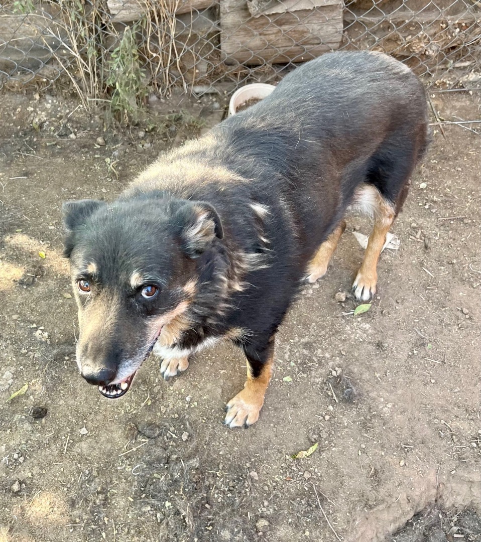 Sophie , an adoptable Australian Shepherd in Powell Butte, OR, 97753 | Photo Image 2