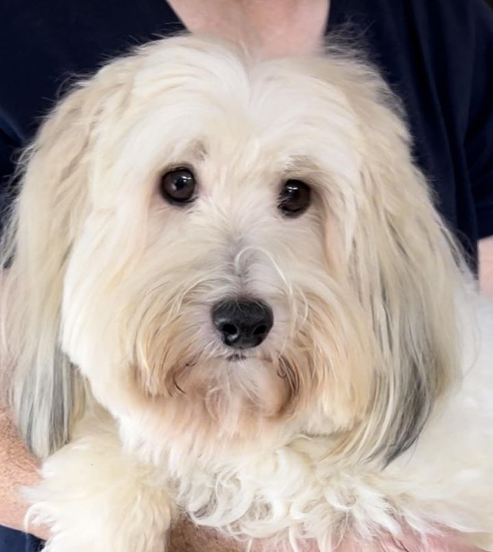 Heidi, an adopted Coton de Tulear in Weatherford, TX_image-1