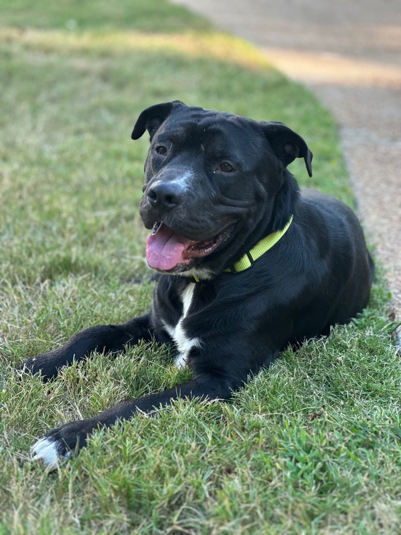 Dog for adoption - Meatball, a Patterdale Terrier / Fell Terrier ...