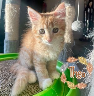 Theo