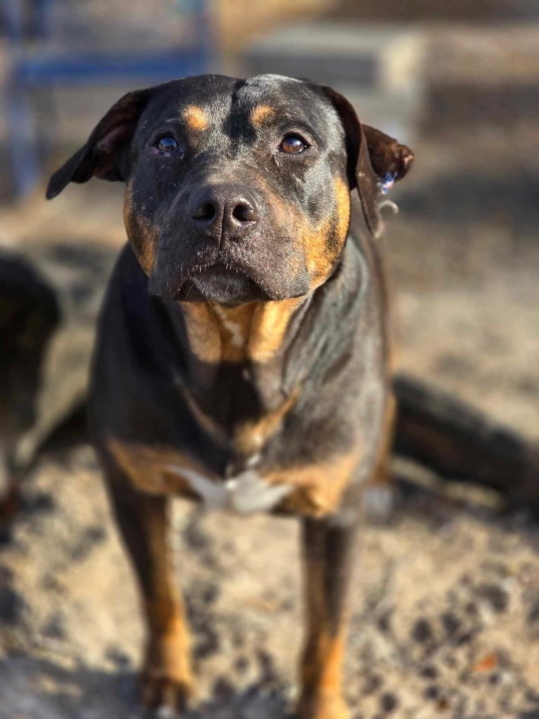 Bobby, an adoptable Hound, Mixed Breed in Waynesville, GA, 31566 | Photo Image 1