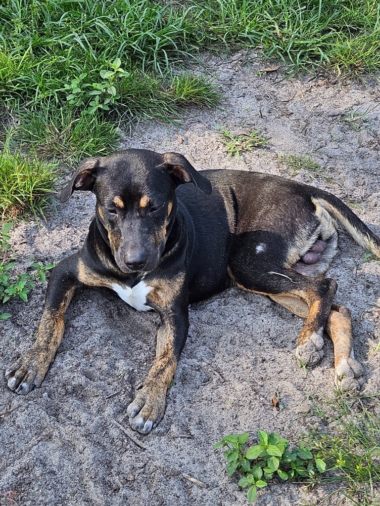 Bobby, an adoptable Hound, Mixed Breed in Waynesville, GA, 31566 | Photo Image 2