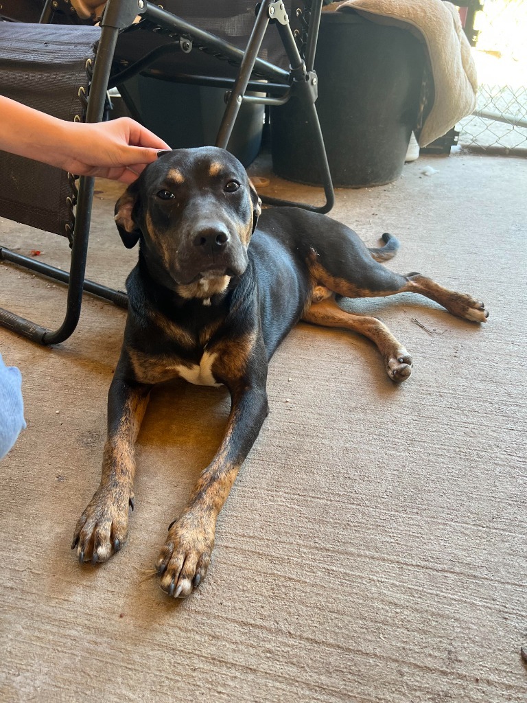 Bobby, an adoptable Hound, Mixed Breed in Waynesville, GA, 31566 | Photo Image 3
