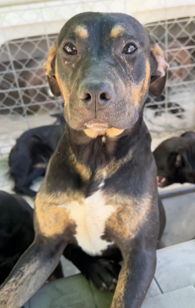 Bobby, an adoptable Hound, Mixed Breed in Waynesville, GA, 31566 | Photo Image 4