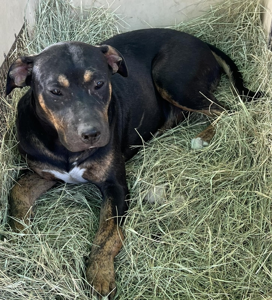 Bobby, an adoptable Hound, Mixed Breed in Waynesville, GA, 31566 | Photo Image 5