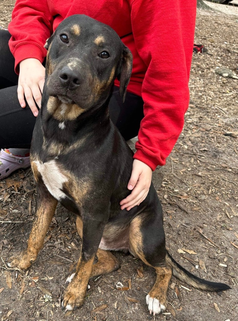 Bobby, an adoptable Hound, Mixed Breed in Waynesville, GA, 31566 | Photo Image 6
