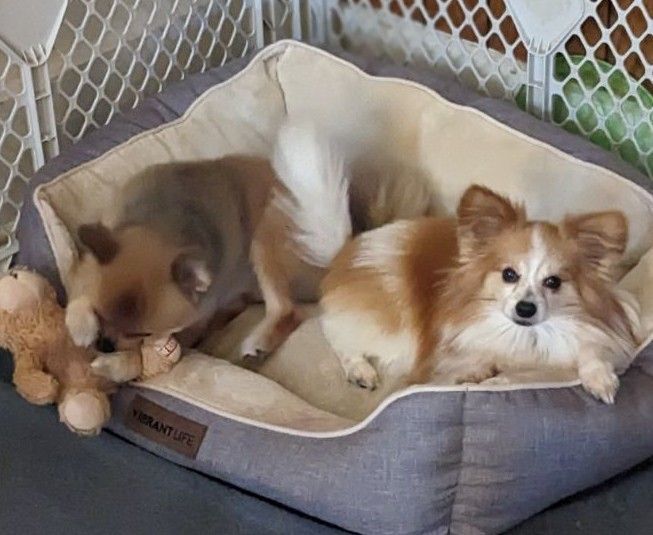Buddy, an adoptable Papillon in Rochester, MN, 55904 | Photo Image 2
