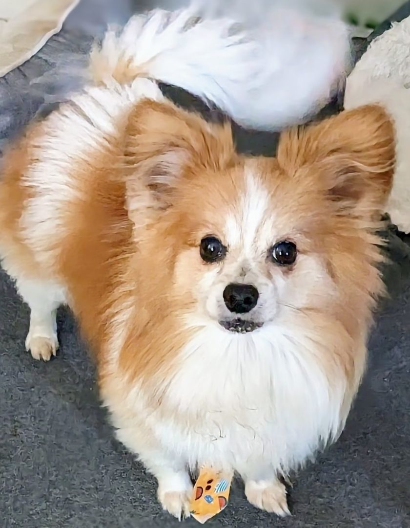 Buddy, an adoptable Papillon in Rochester, MN, 55904 | Photo Image 1
