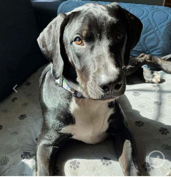 blue tick hound black lab mix