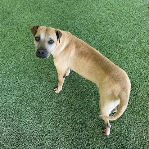 Roxie 4229, an adoptable Shar-Pei in Shorter, AL, 36075 | Photo Image 3