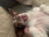 Gizmo