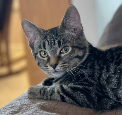 Welker, an adoptable Domestic Short Hair in De Soto, IA, 50069 | Photo Image 1