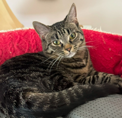 Welker, an adoptable Domestic Short Hair in De Soto, IA, 50069 | Photo Image 1