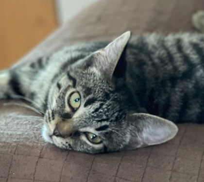 Welker, an adoptable Domestic Short Hair in De Soto, IA, 50069 | Photo Image 2