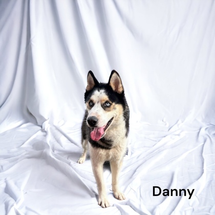 Danny, an adoptable Husky, Mixed Breed in Cumberland, MD, 21502 | Photo Image 1