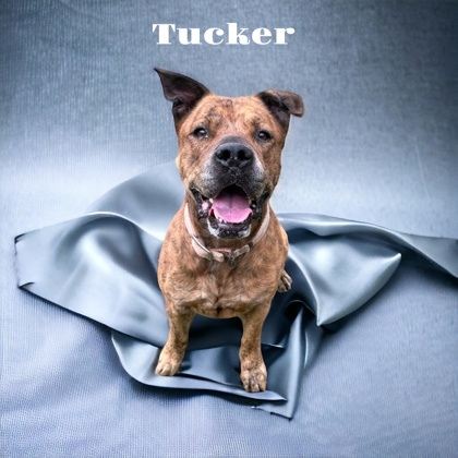 Tucker, an adoptable Mastiff, Mixed Breed in Cumberland, MD, 21502 | Photo Image 1