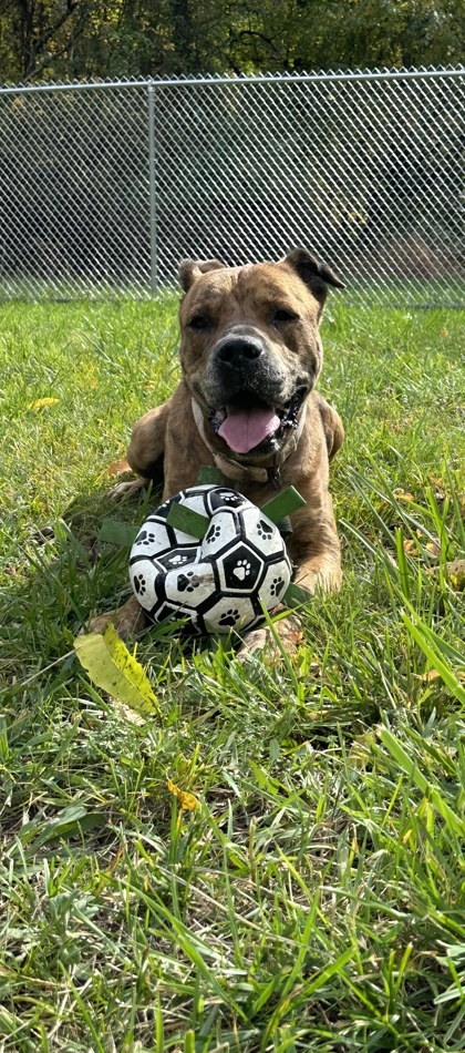 Tucker, an adoptable Mastiff, Mixed Breed in Cumberland, MD, 21502 | Photo Image 2