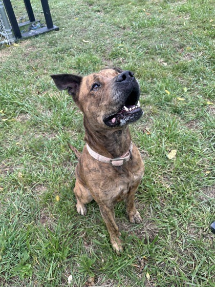 Tucker, an adoptable Mastiff, Mixed Breed in Cumberland, MD, 21502 | Photo Image 3