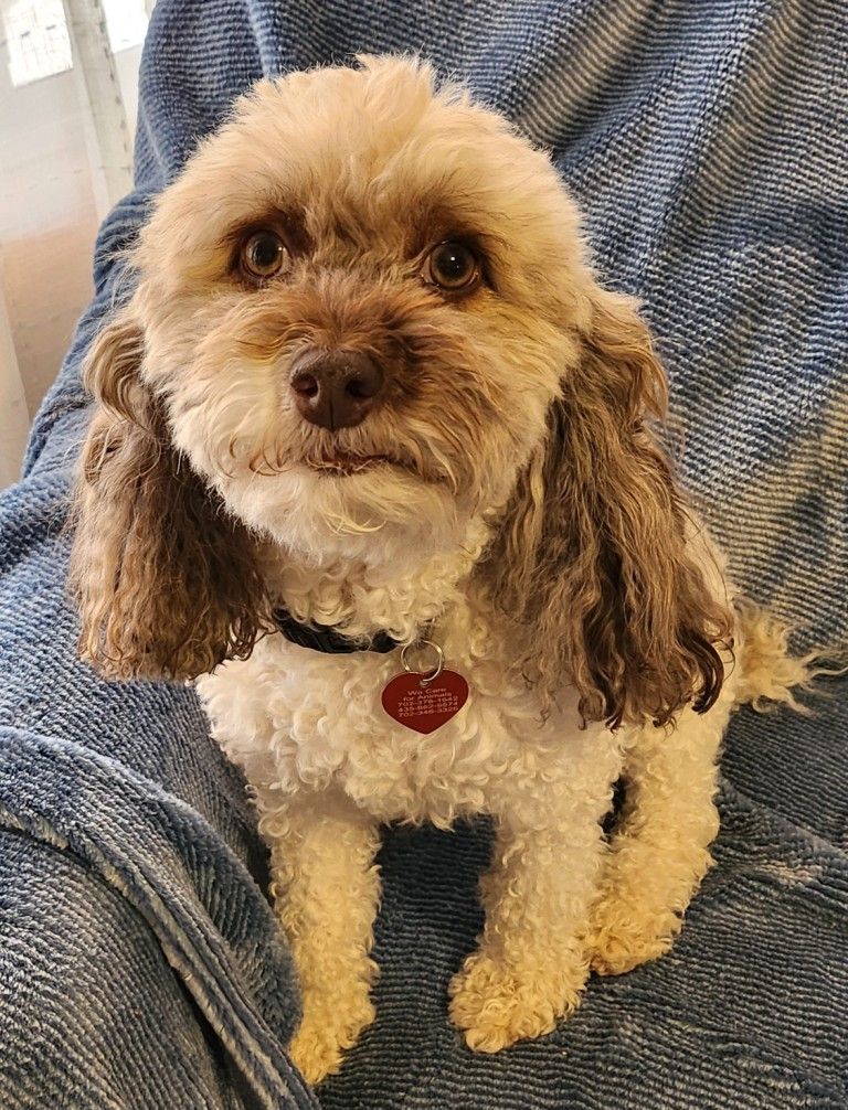 Holly, an adoptable Cockapoo in Mesquite, NV, 89024 | Photo Image 1