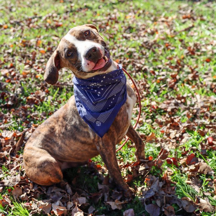 Tennessee treeing best sale brindle boxer mix