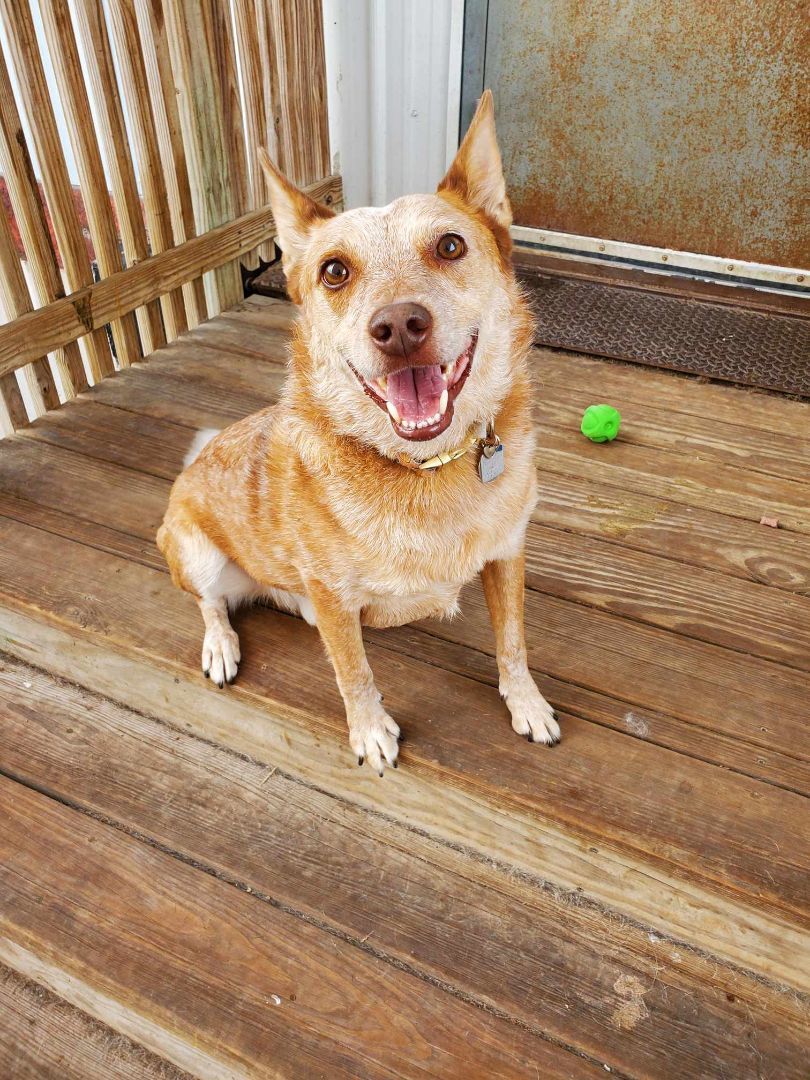 Dog for adoption - Jersey, an Australian Cattle Dog / Blue Heeler in  Peoria, IL