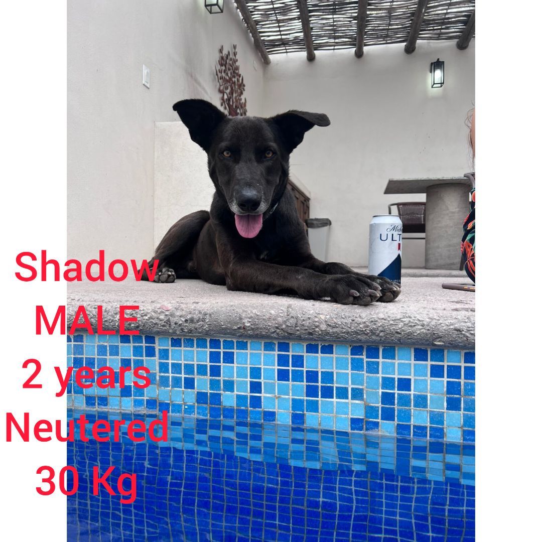 Shadow, an adoptable Mixed Breed in Nopolo, BCS, 23887 | Photo Image 2