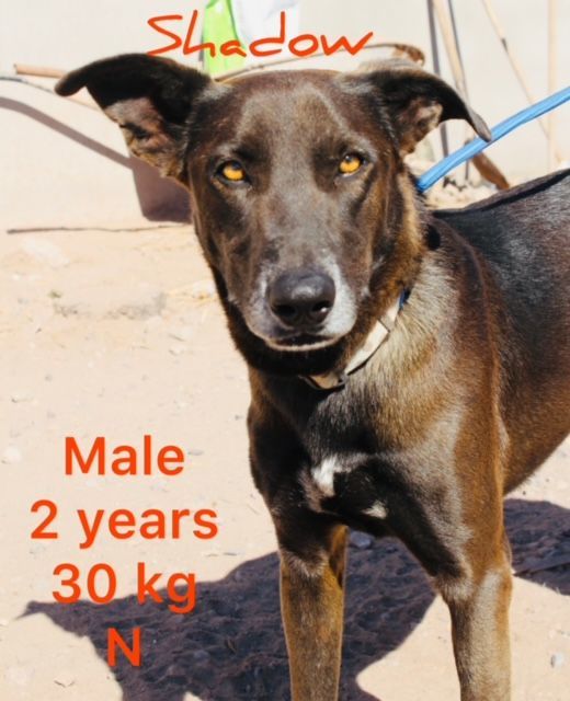 Shadow, an adoptable Mixed Breed in Nopolo, BCS, 23887 | Photo Image 1