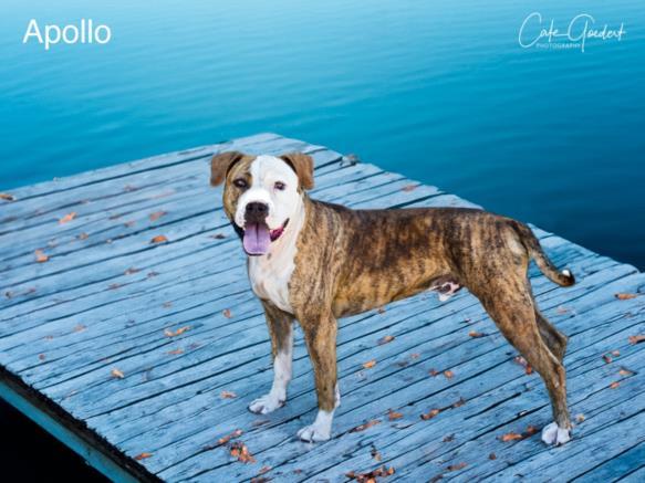 APOLLO, an adoptable Pit Bull Terrier in Santa Fe, NM, 87507 | Photo Image 1