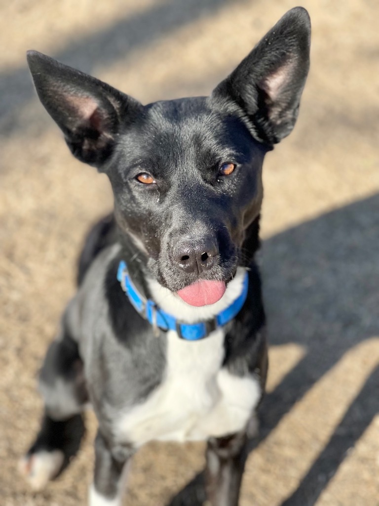 Dog for adoption - Lola B, a Labrador Retriever & Border Collie Mix in ...