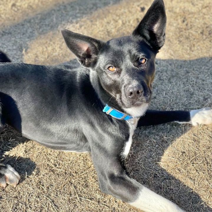 Dog for adoption - Lola B, a Labrador Retriever & Border Collie Mix in ...